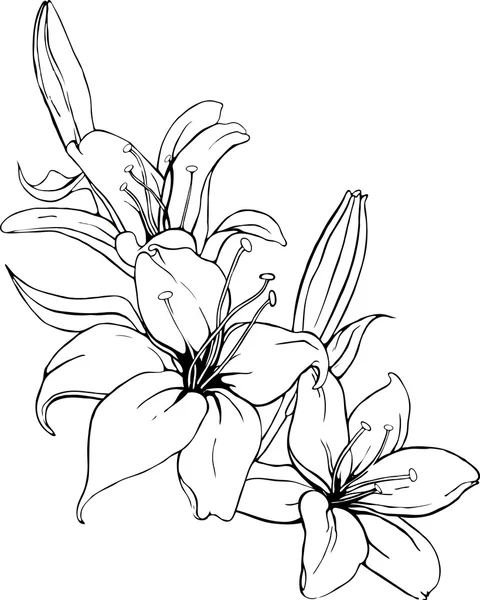 Siyah ve beyaz renklerde lily vektör çizim. — Stok Vektör