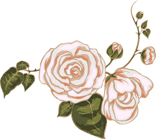 Красивая розовая роза. Векторная иллюстрация Стоковый вектор