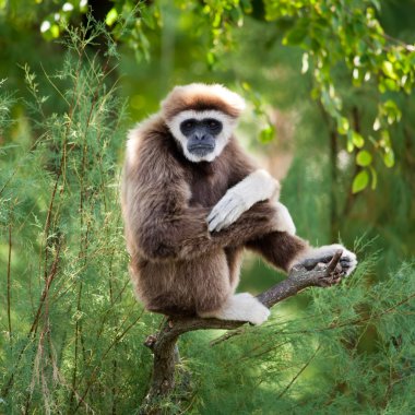 White hand gibbon clipart