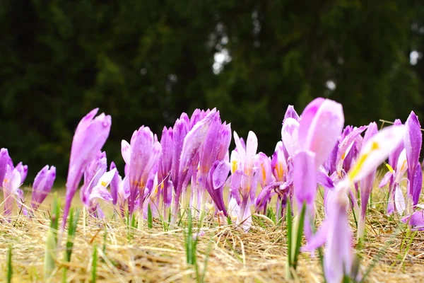 Crocus sativus — Stockfoto