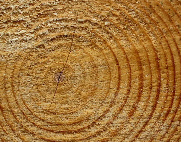 Texture del tronco tagliato — Foto Stock