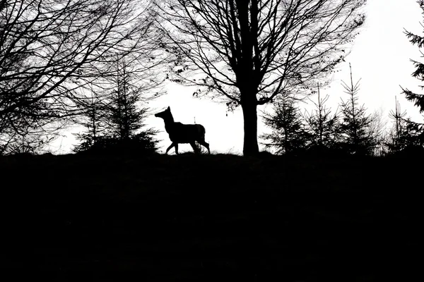 Cervo rosso al tramonto — Foto Stock