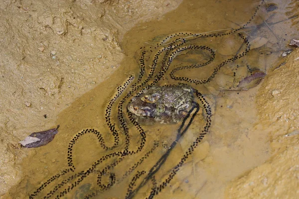 stock image Frogs making eggs