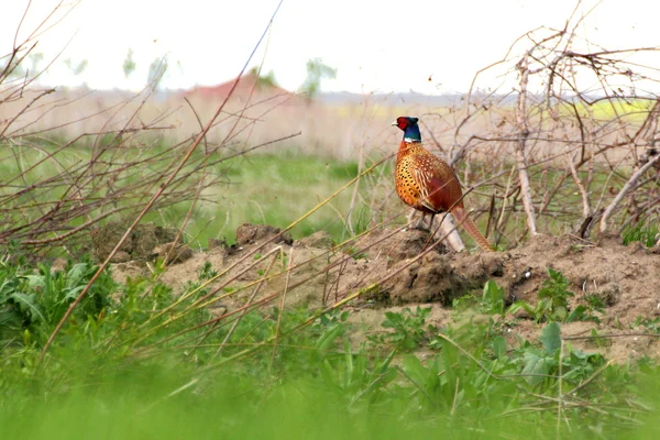Pheasant in spring — Stock Photo, Image