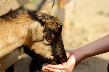 Goat eating from hand clipart