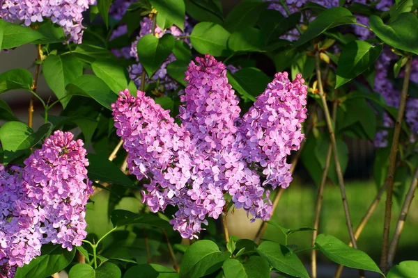 Spring lilac — Stock Photo, Image