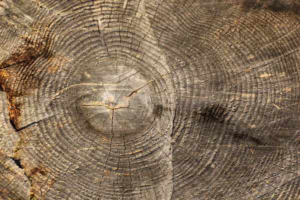 Dead wood texture — Stock Photo, Image