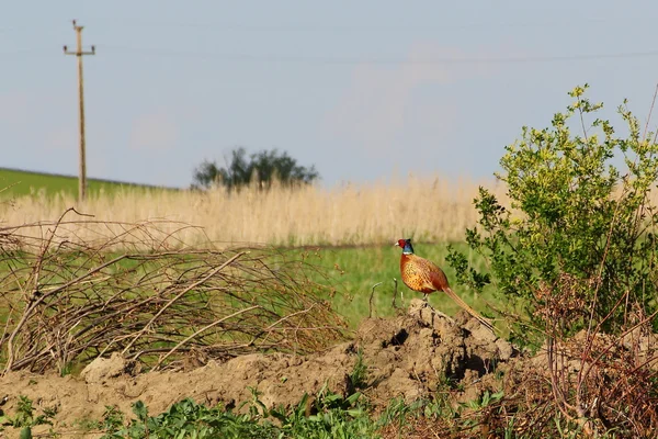 Pheasant in the field — Stock Photo, Image