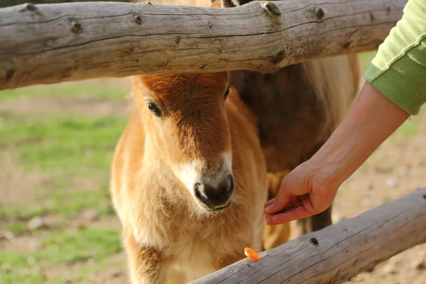 Koza jedzenie marchew — Zdjęcie stockowe
