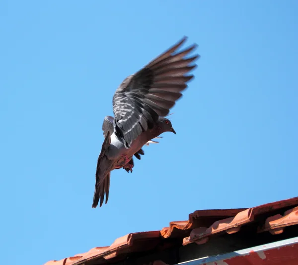Landing pigeon — Stock Photo, Image