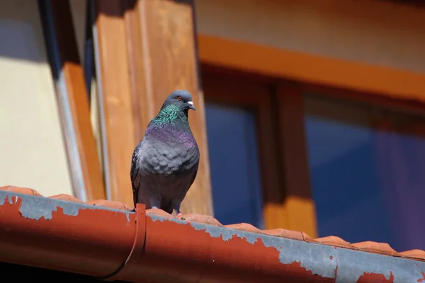 Male pigeon — Stock Photo, Image