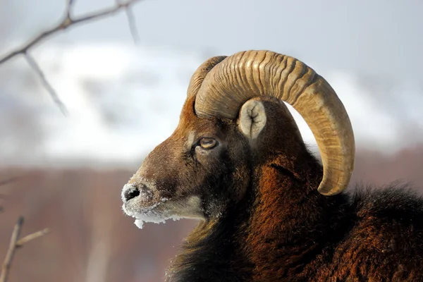 Mouflon macho no inverno — Fotografia de Stock