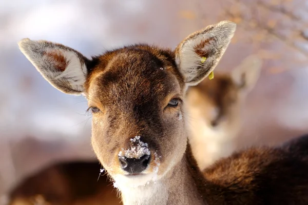 Deer calf — Stock Photo, Image