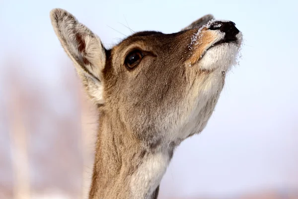 Deer doe — Stock Photo, Image