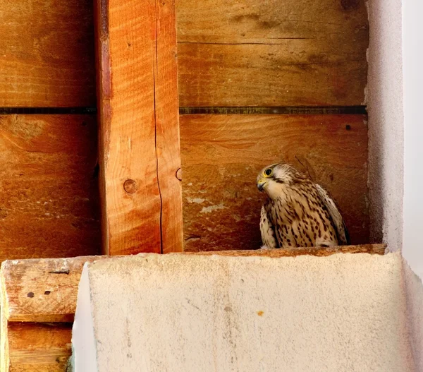 Falco tinnunculus — Fotografia de Stock