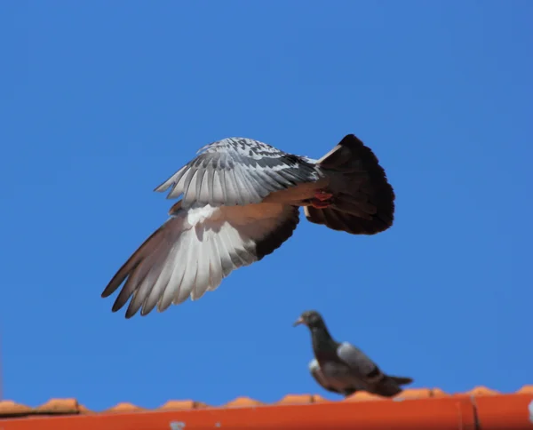 Pombo macho voando — Fotografia de Stock
