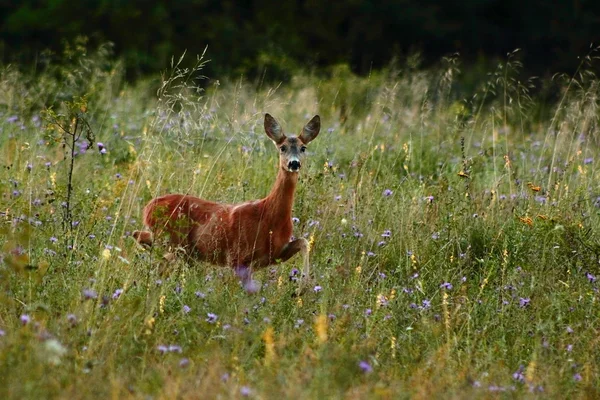 Roe deer doe — Stock Photo, Image