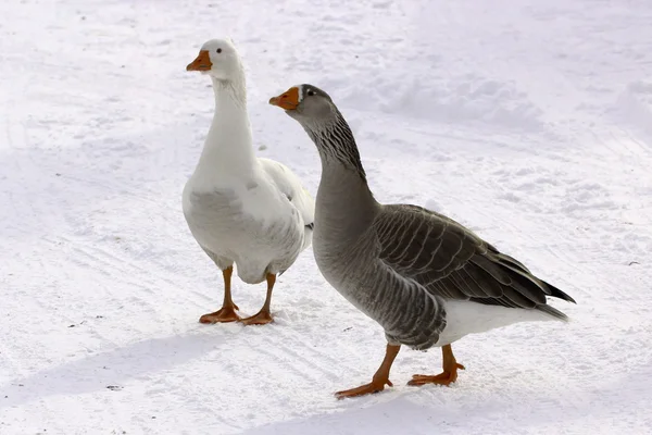 stock image Protector goose male