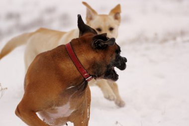 Köpekler oynuyor