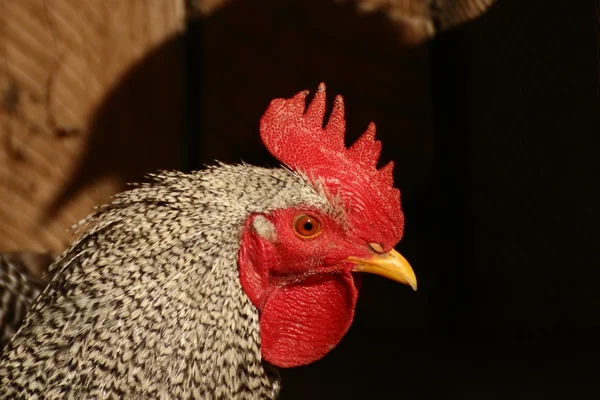 Grey cock at the farm — Stock Photo, Image