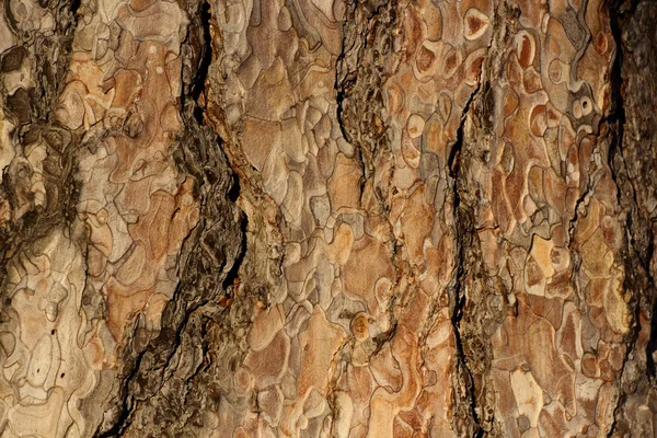 Iğne yapraklı ağaç kabuğu detay — Stok fotoğraf