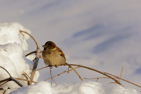 Sparrow and white snow — Stock Photo, Image