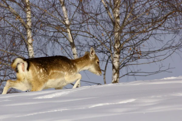 Fallow deer doe in winter — Stock Photo, Image