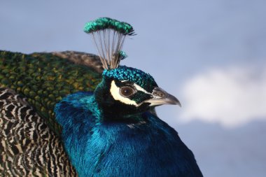 Kışın peacock