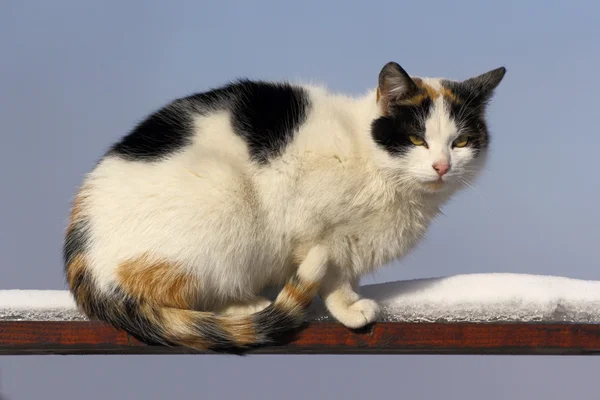 Piebald cat on the fence — Stock Photo, Image