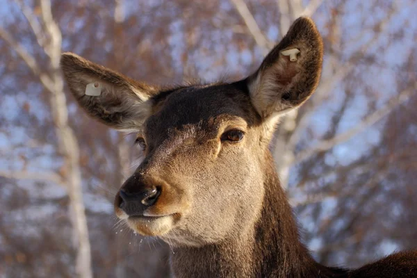 Closeup Red deer — Stock fotografie