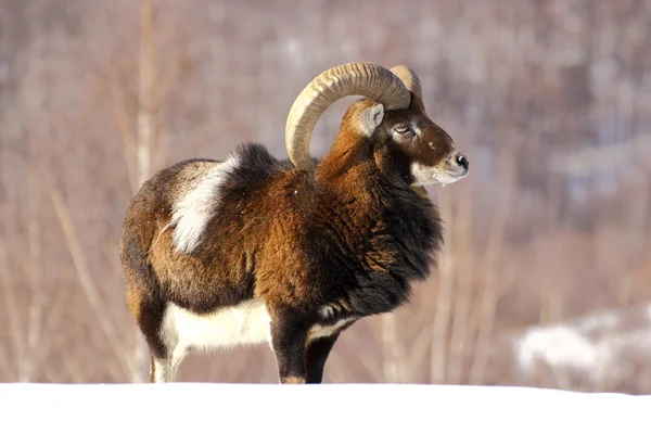 Mouflon hunting — Stock Photo, Image