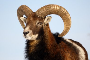 Mouflon trophy clipart