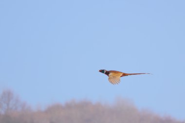 Pheasant in flight clipart