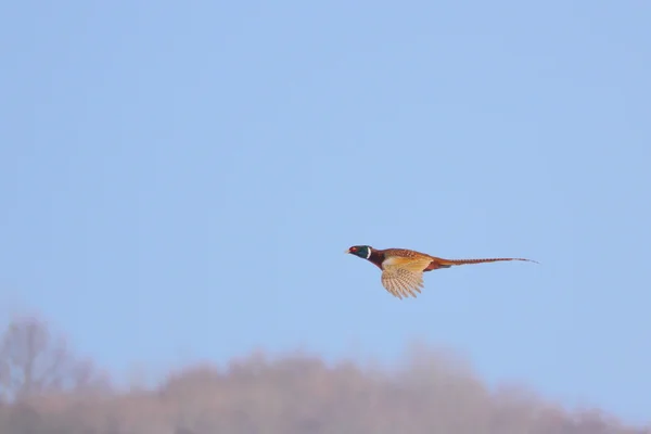 Pheasant in flight — Stock Photo, Image