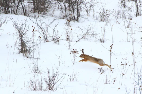 stock image Wild hare running