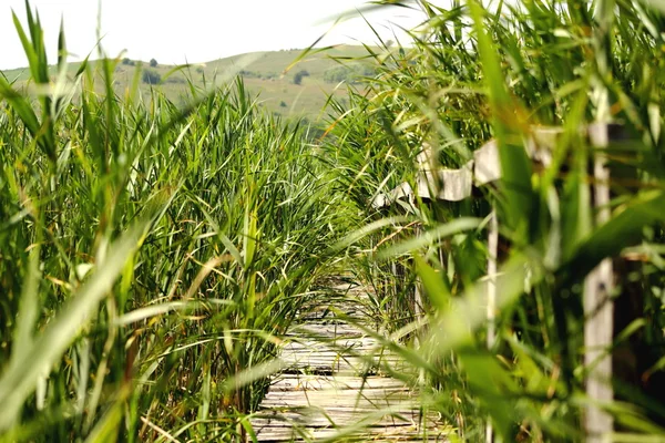 Path through the reeds — Stock Photo, Image