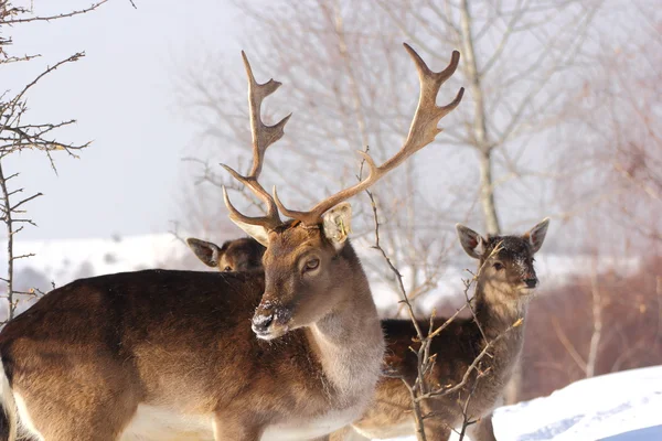 Падіння оленів у зимовий день — стокове фото