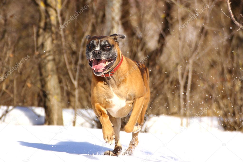 Boxer breed running