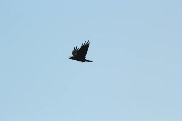 Ворон летящий — стоковое фото