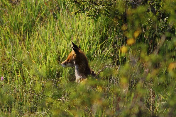 Raposa escondida na grama — Fotografia de Stock