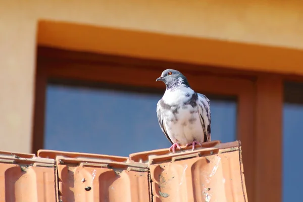 Weiß gefleckte Taube — Stockfoto