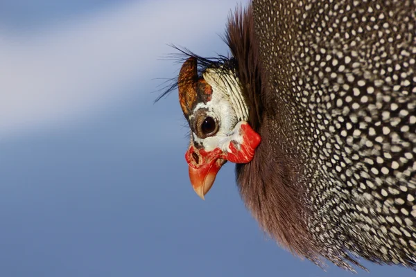 stock image Guinea hen looking like old woman