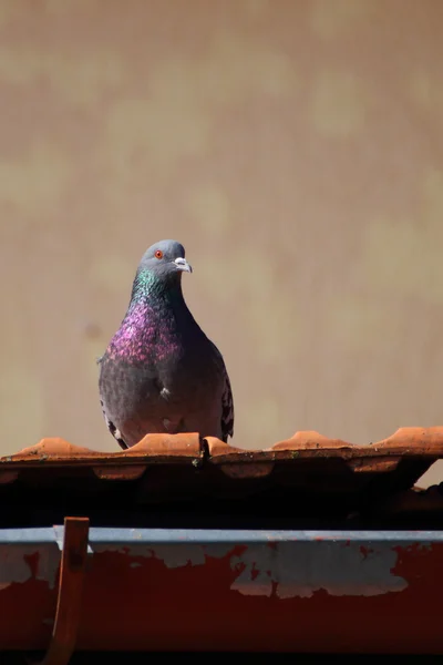 Pigeon in the spring sun — Stock Photo, Image
