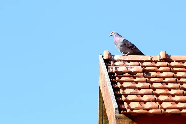 雄鸽在顶部的屋顶 — 图库照片