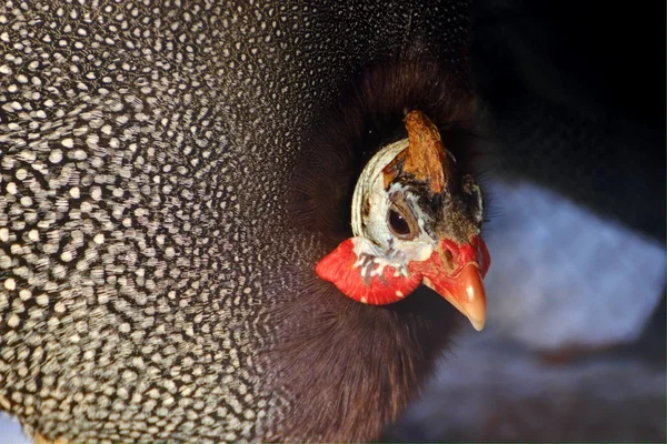 Gallo de Guinea — Foto de Stock