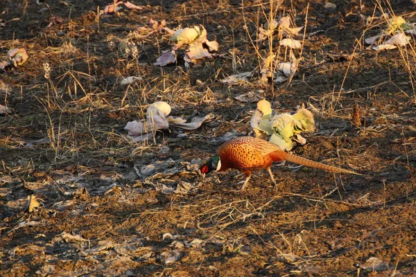 Pheasant cock — Stock Photo, Image