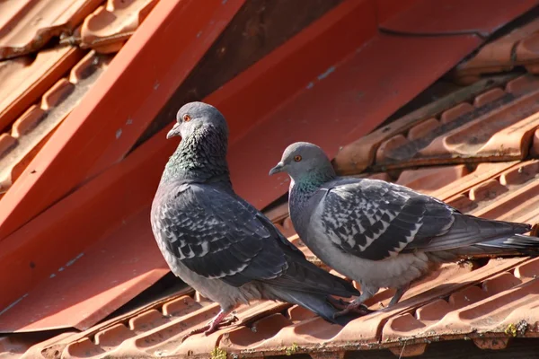 Tender pigeons — Stock Photo, Image
