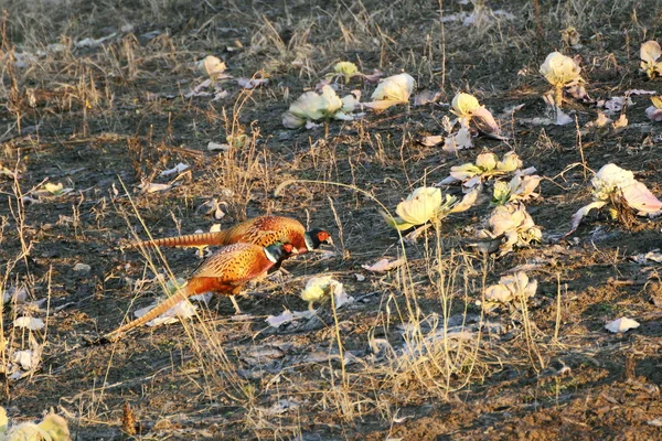 Two male pheasants — Stock Photo, Image