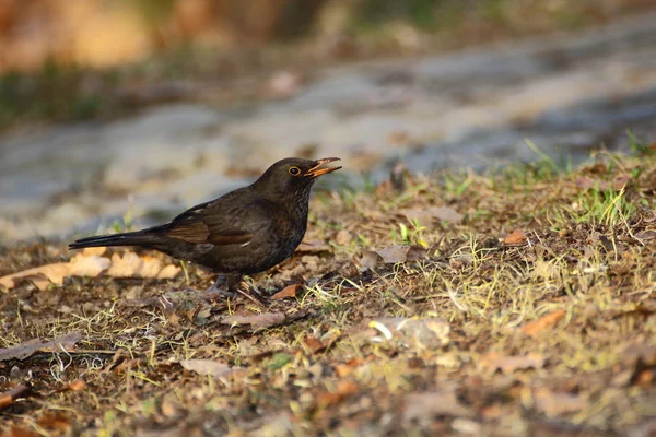 Female blackbird — Stock Photo, Image
