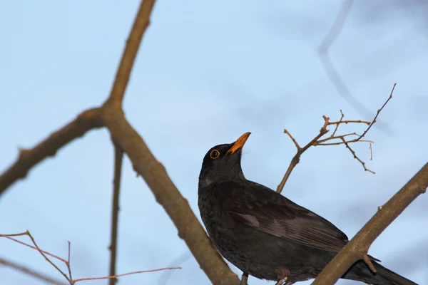 Male blackbird — Stock Photo, Image